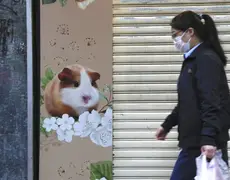 Hong Kong vai sacrificar mais de 2 mil hamsters após casos de Covid-19 entre roedores